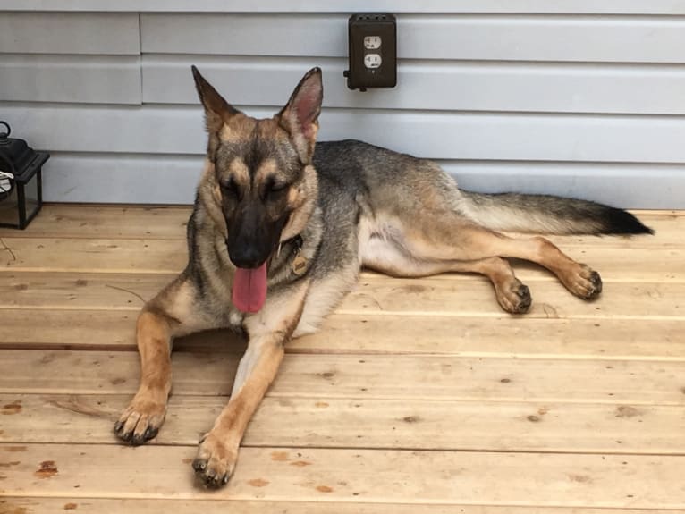 Jessie, a German Shepherd Dog tested with EmbarkVet.com