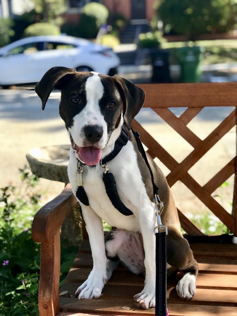 Joni, an American Pit Bull Terrier and American Staffordshire Terrier mix tested with EmbarkVet.com