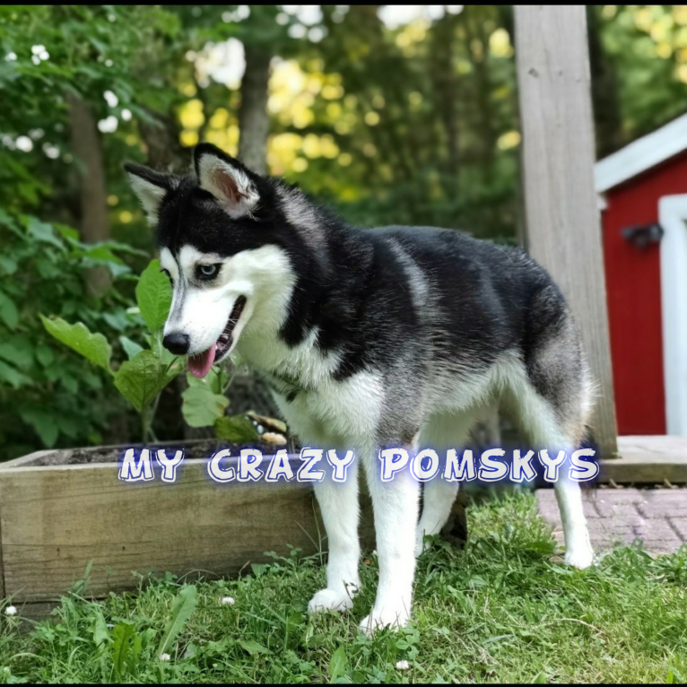 Gena, Gigi, a Pomsky tested with EmbarkVet.com