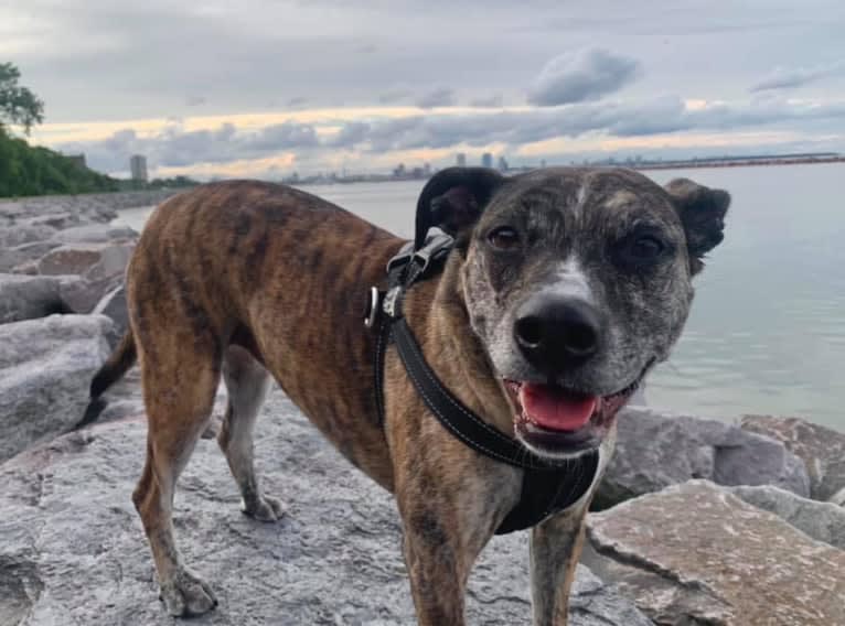 Quinn, an American Pit Bull Terrier and Australian Cattle Dog mix tested with EmbarkVet.com