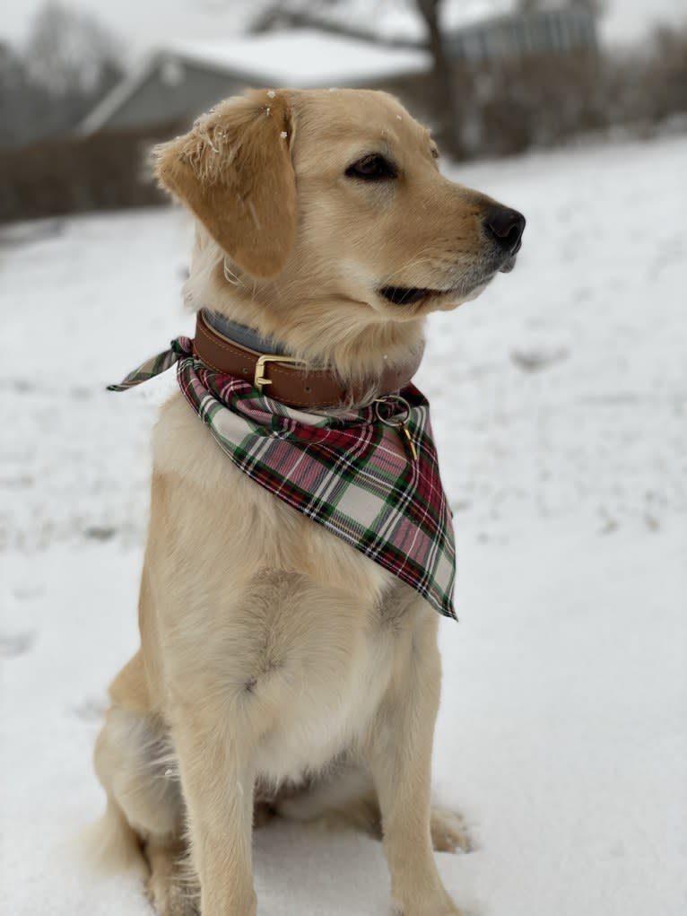 Puff, a Labrador Retriever and Golden Retriever mix tested with EmbarkVet.com