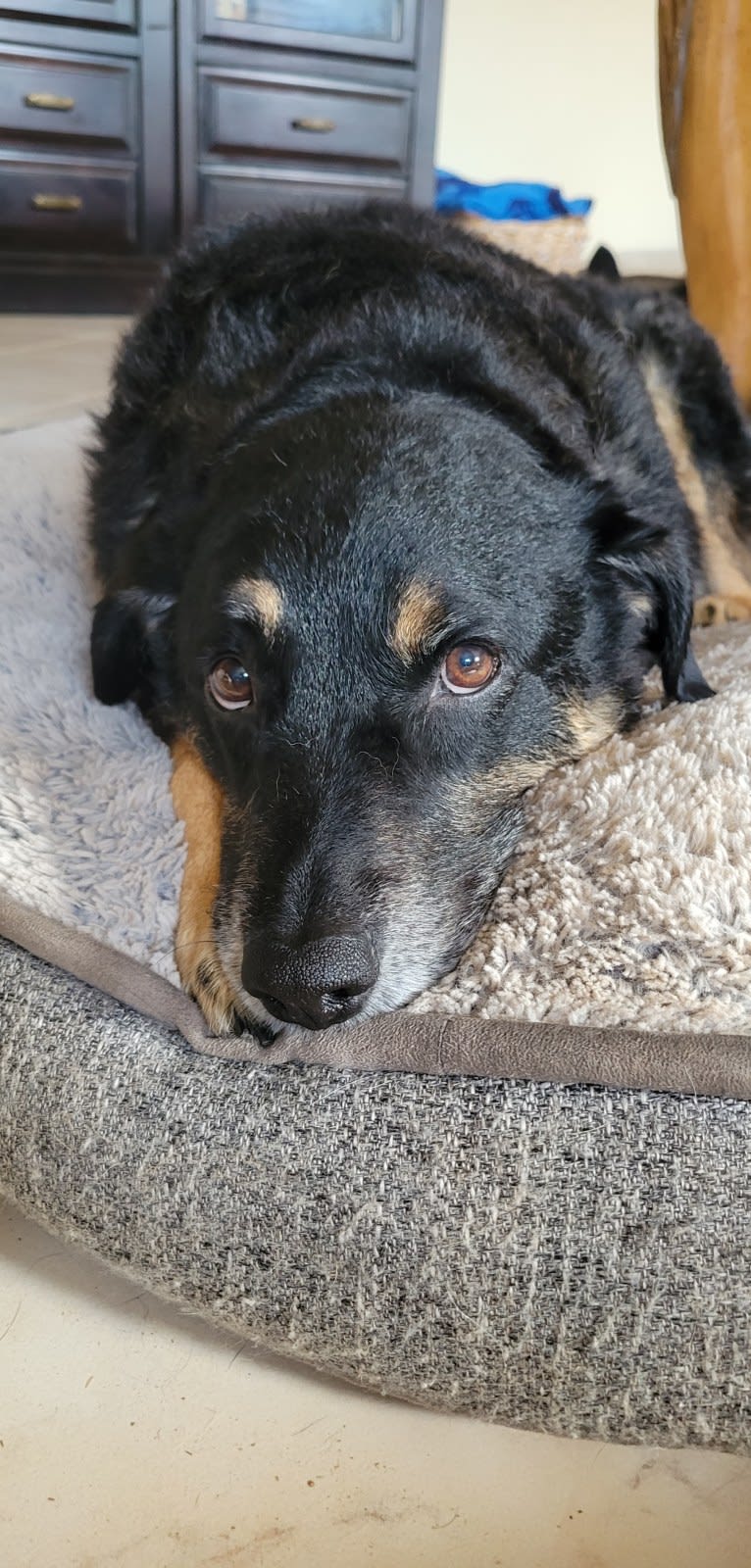 Duke, an Australian Cattle Dog and Chow Chow mix tested with EmbarkVet.com