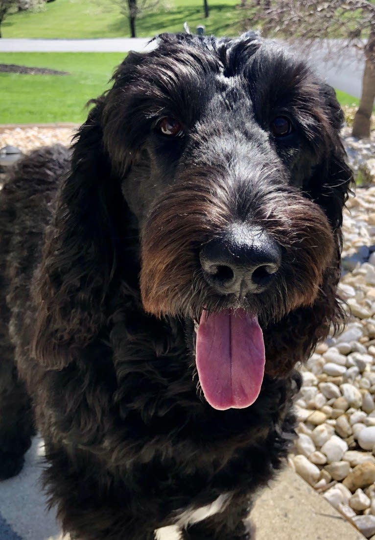 Juno, a Poodle (Standard) and English Cocker Spaniel mix tested with EmbarkVet.com