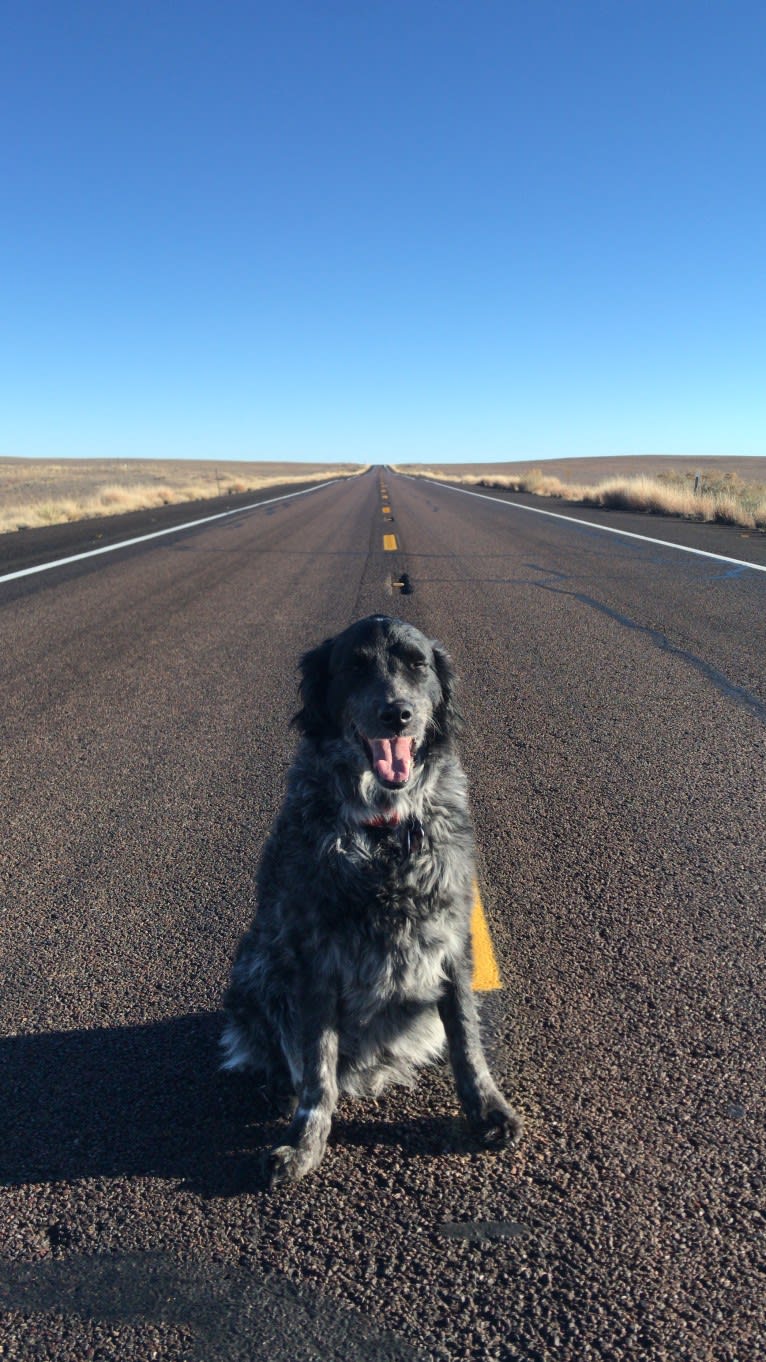 Fred, a Golden Retriever and Great Pyrenees mix tested with EmbarkVet.com