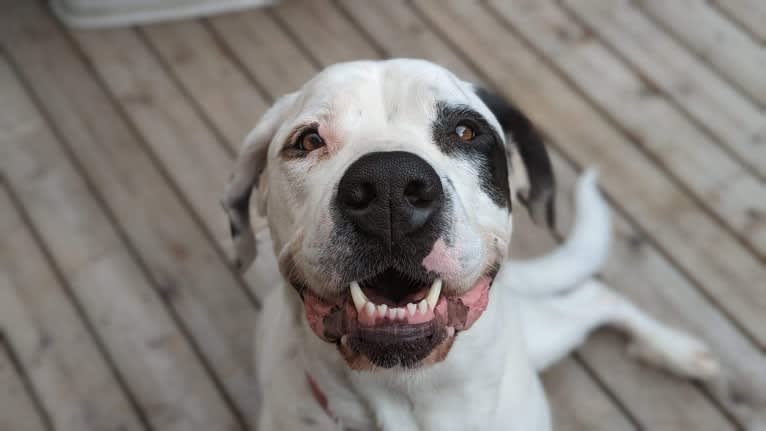 Charlie Boy, a Saint Bernard and American Pit Bull Terrier mix tested with EmbarkVet.com
