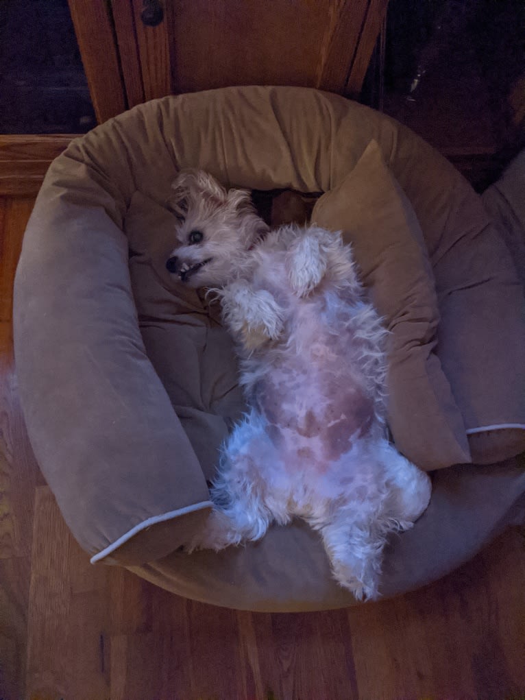 Sammy, a Poodle (Small) and Miniature Schnauzer mix tested with EmbarkVet.com