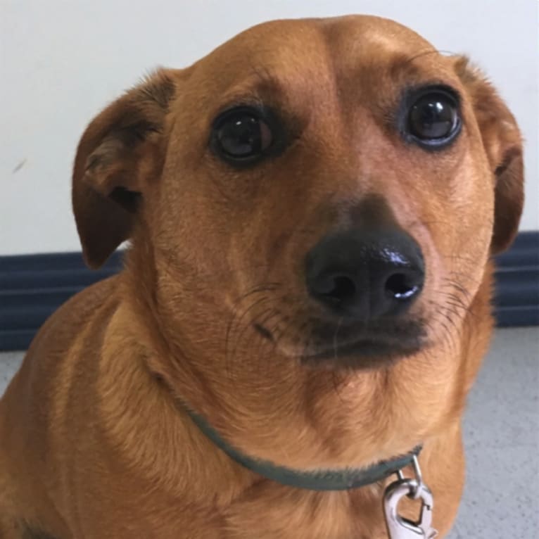 Ruby Reid, a Dachshund and Chihuahua mix tested with EmbarkVet.com