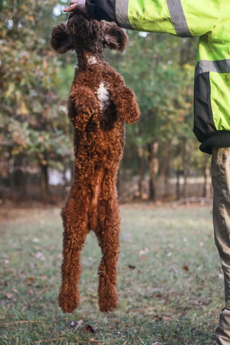 Rowdy, a Poodle (Standard) tested with EmbarkVet.com