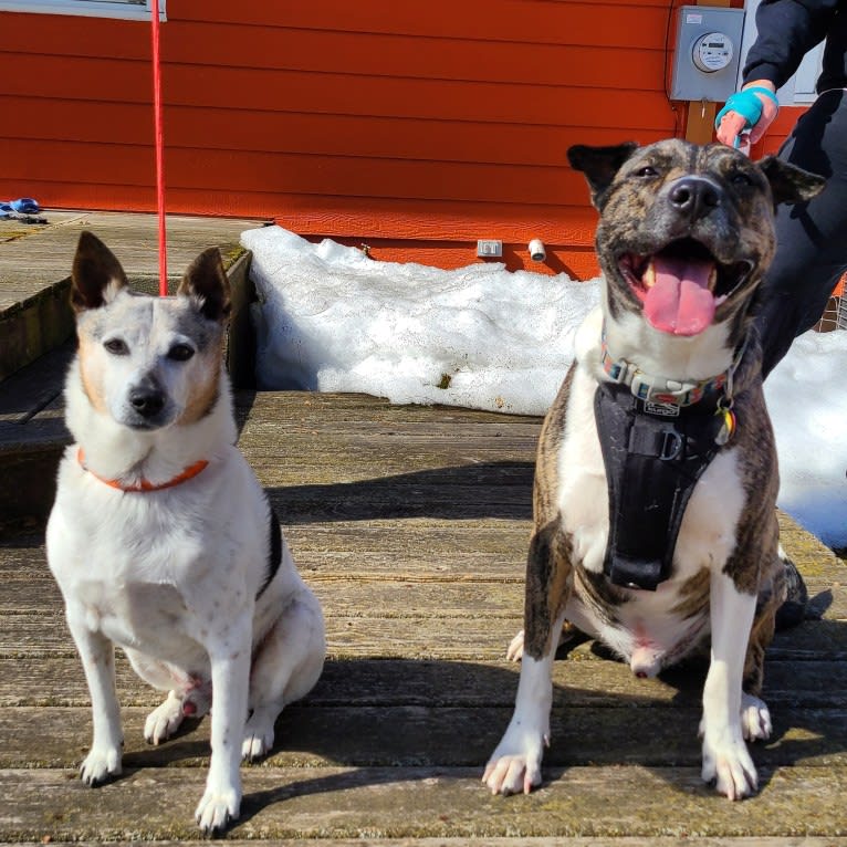 Latke, an American Pit Bull Terrier and Australian Cattle Dog mix tested with EmbarkVet.com