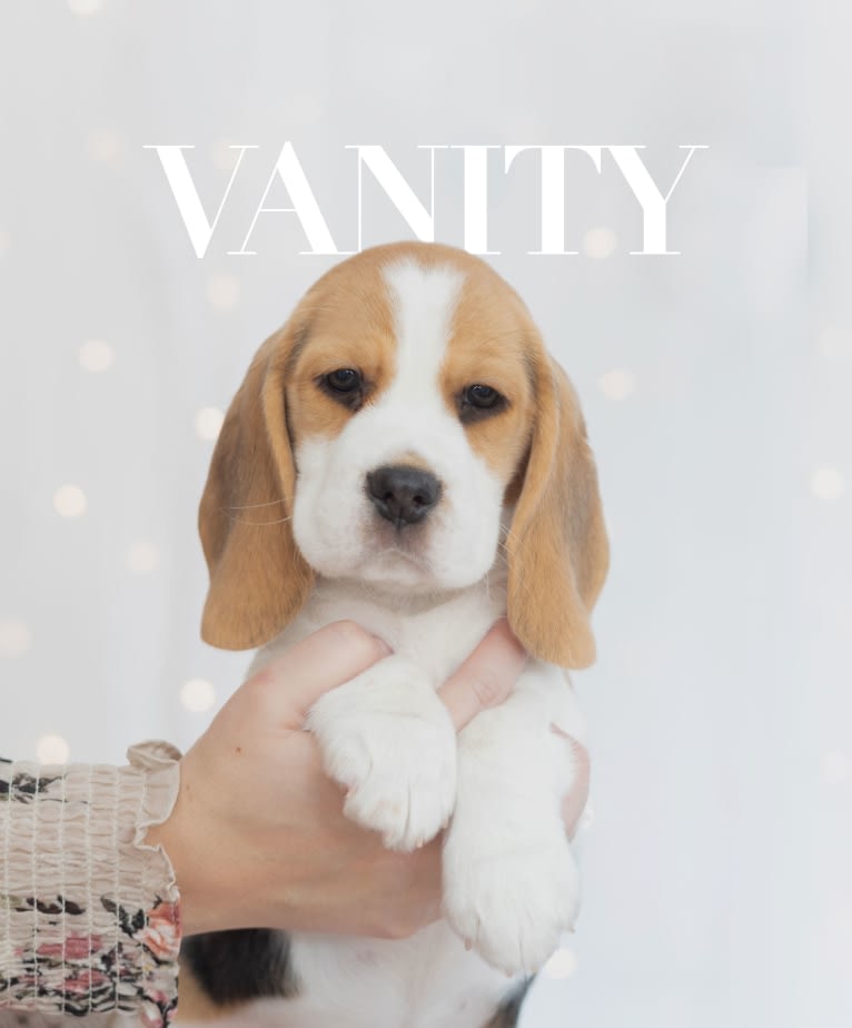 Vanity, a Beagle tested with EmbarkVet.com