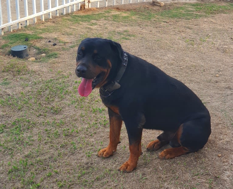 Sky, a Rottweiler tested with EmbarkVet.com