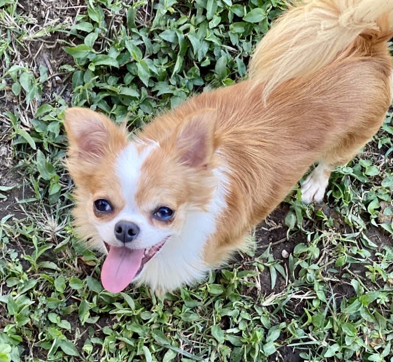 Celine, a Chihuahua tested with EmbarkVet.com