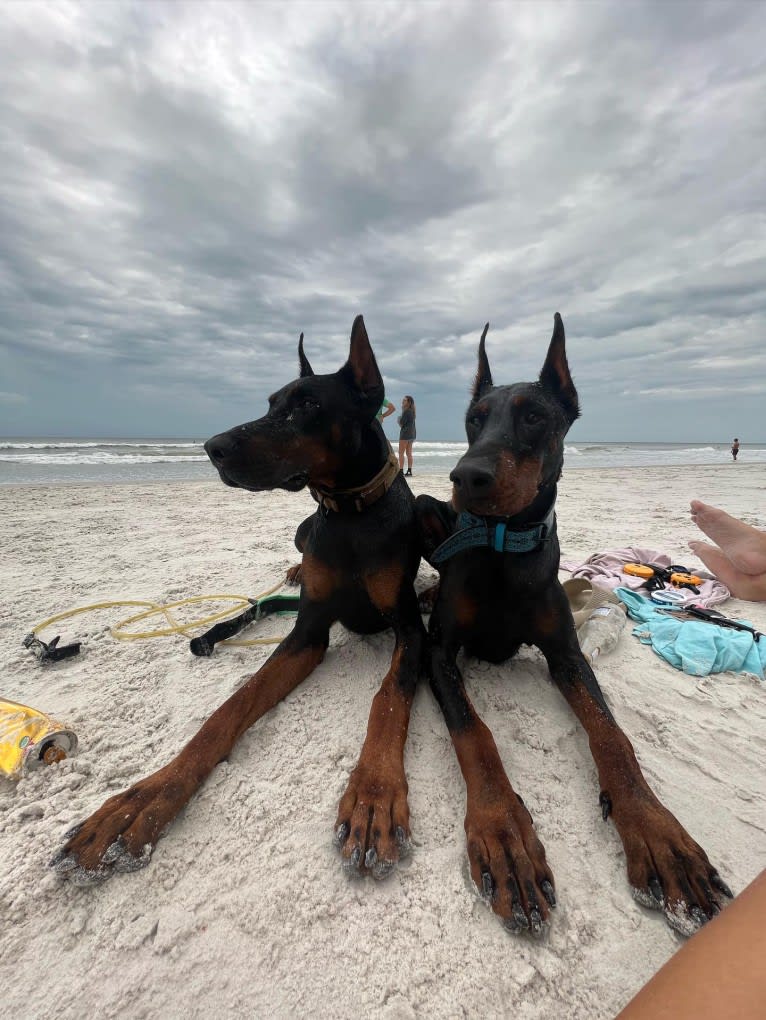 Duke, a Doberman Pinscher tested with EmbarkVet.com