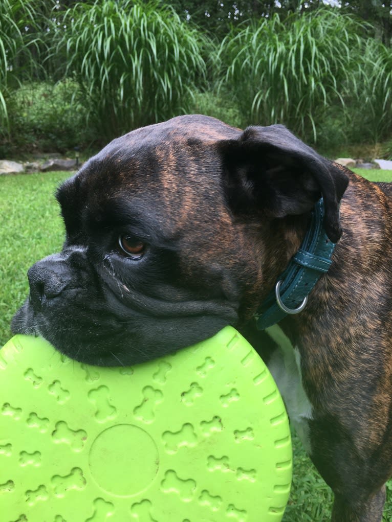 Murray, a Boxer tested with EmbarkVet.com