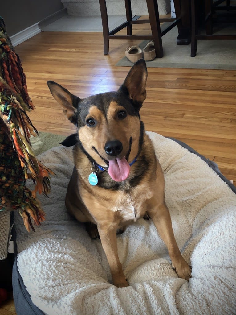 Chief, an Australian Cattle Dog and Mountain Cur mix tested with EmbarkVet.com