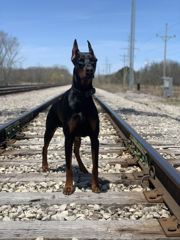 South Paw’s Nhaga, a Doberman Pinscher tested with EmbarkVet.com