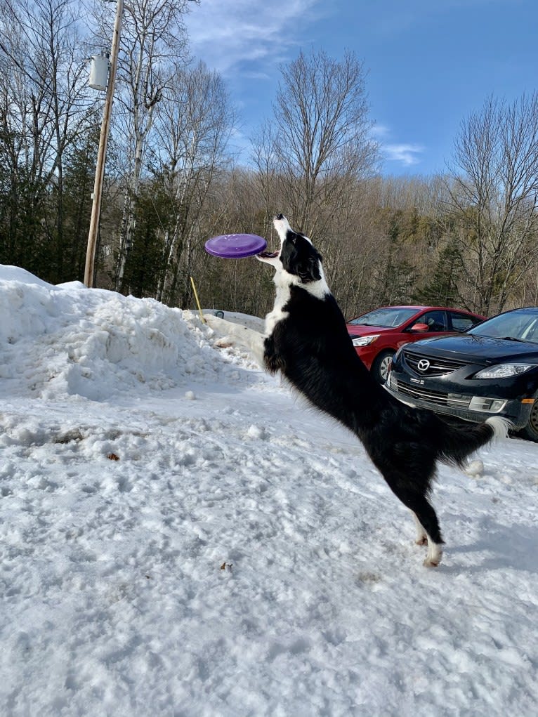 Phénix, a Border Collie and Boxer mix tested with EmbarkVet.com