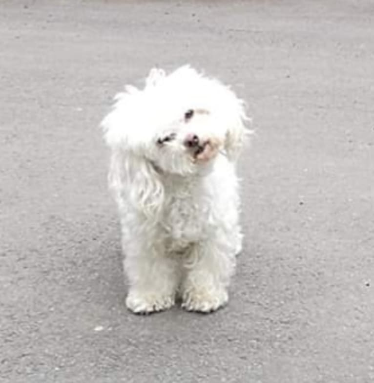 Elmo, a Maltese and Coton de Tulear mix tested with EmbarkVet.com