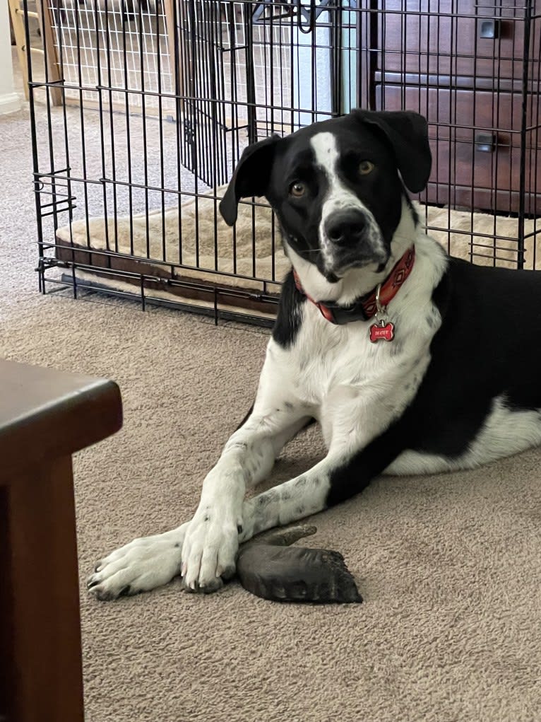 Dexter, a Great Pyrenees and American Pit Bull Terrier mix tested with EmbarkVet.com