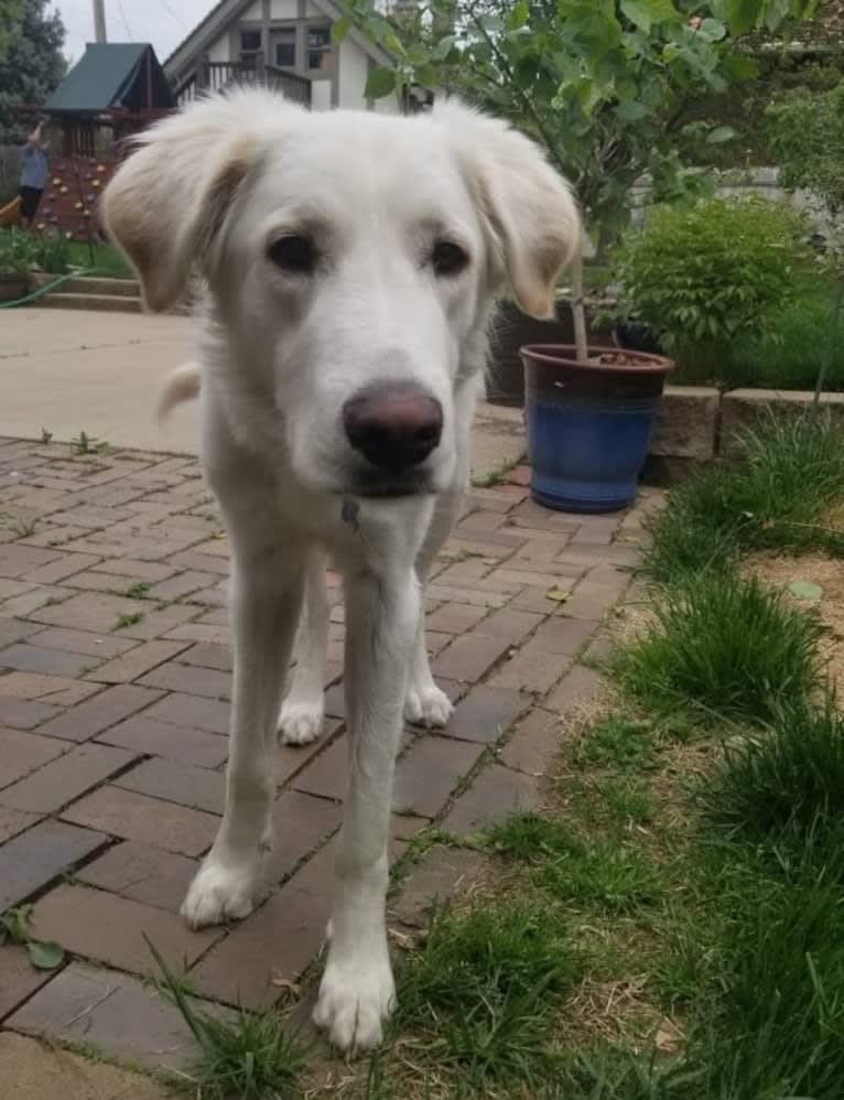 Sebastian, a Great Pyrenees and Great Dane mix tested with EmbarkVet.com