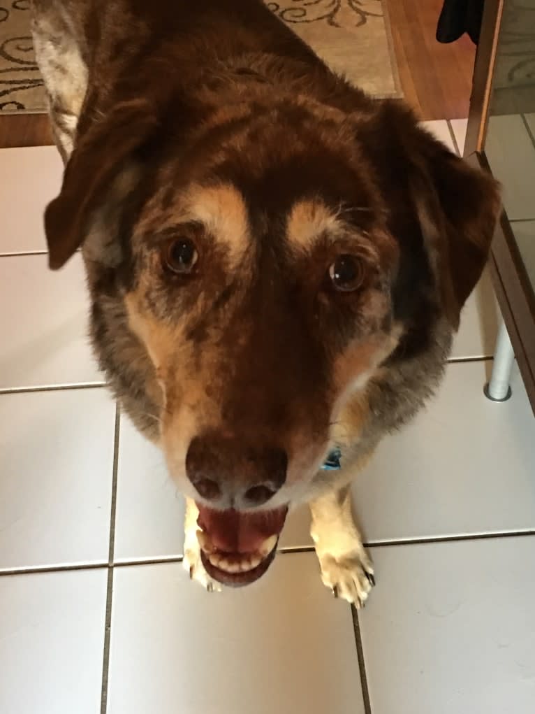 Benny, a Labrador Retriever and Chow Chow mix tested with EmbarkVet.com