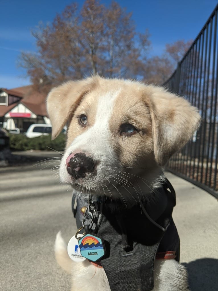 Archie, an Australian Shepherd and Jindo mix tested with EmbarkVet.com