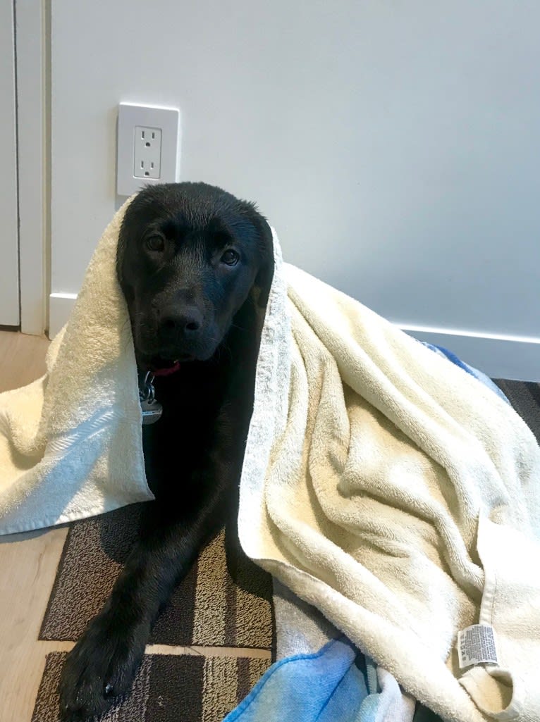 Gracie, a Labrador Retriever and American Bulldog mix tested with EmbarkVet.com