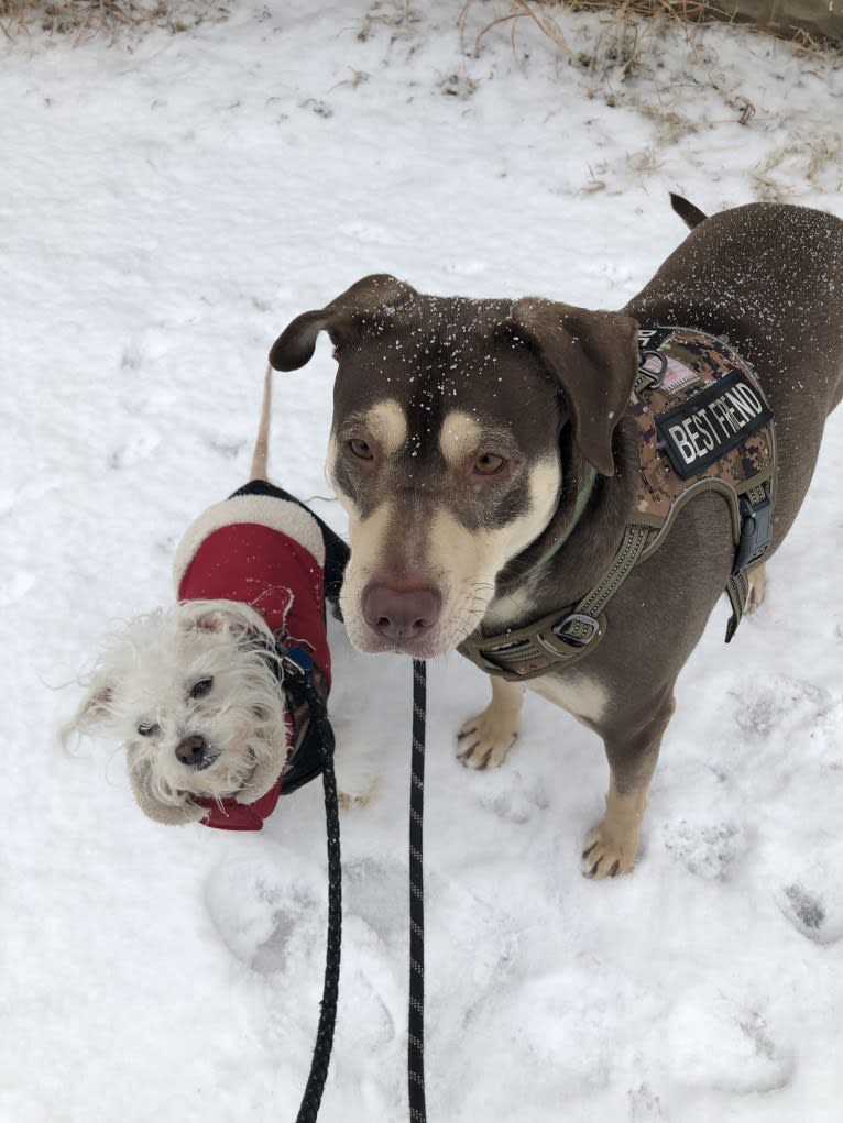 Scrappy, a Poodle (Small) and Chihuahua mix tested with EmbarkVet.com