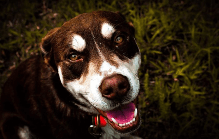 Brownie, a Siberian Husky and American Pit Bull Terrier mix tested with EmbarkVet.com
