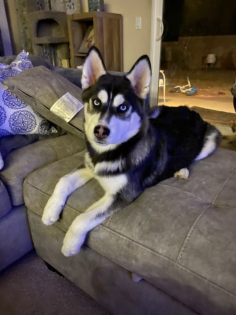 Shasta, a Siberian Husky tested with EmbarkVet.com