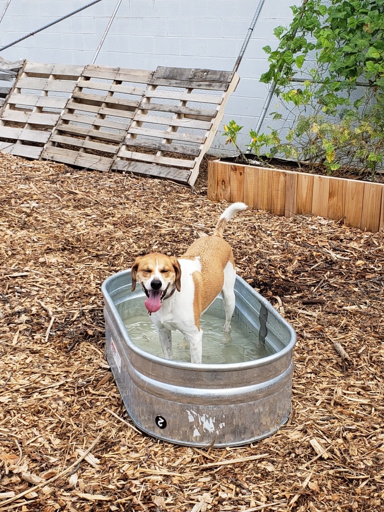 Mollie, a Treeing Walker Coonhound and Beagle mix tested with EmbarkVet.com