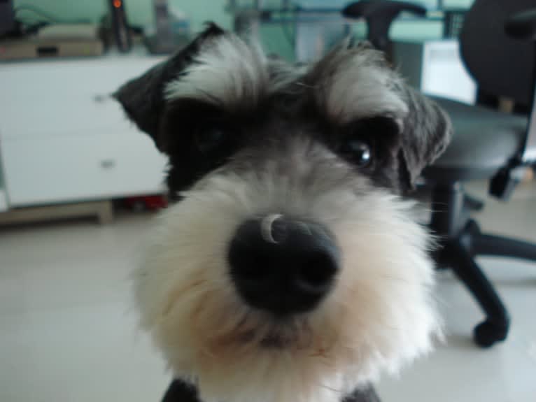 Dickson, a Miniature Schnauzer tested with EmbarkVet.com