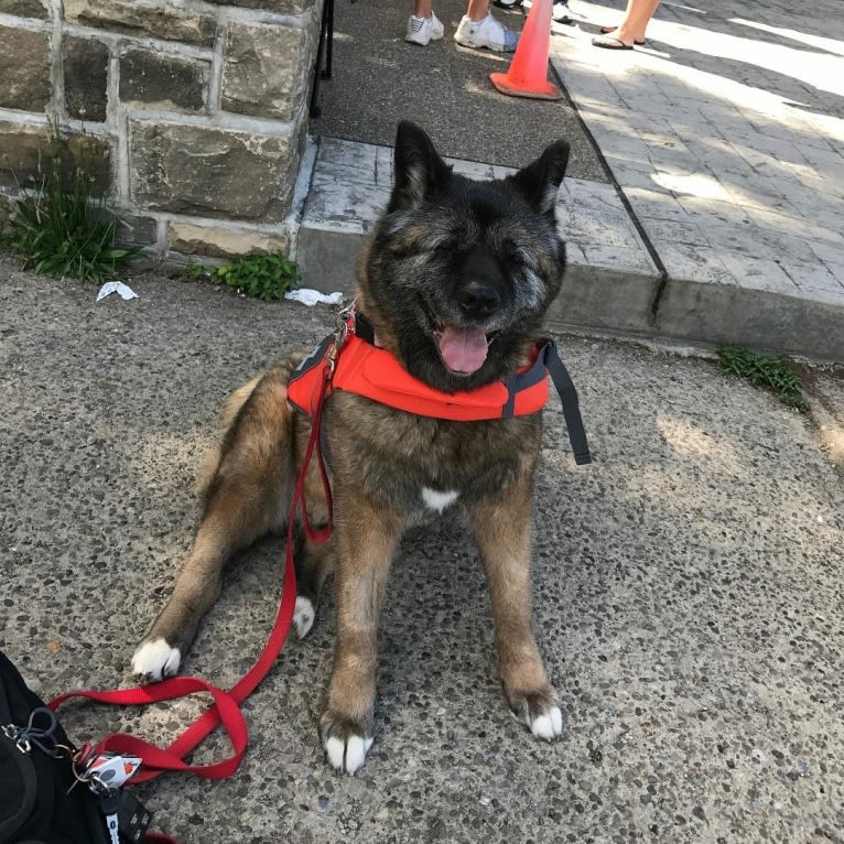 Kiki, an Akita tested with EmbarkVet.com