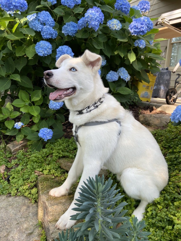Dash, a Gerberian Shepsky (12.7% unresolved) tested with EmbarkVet.com