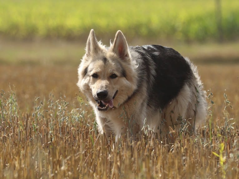 Baia, a German Shepherd Dog tested with EmbarkVet.com