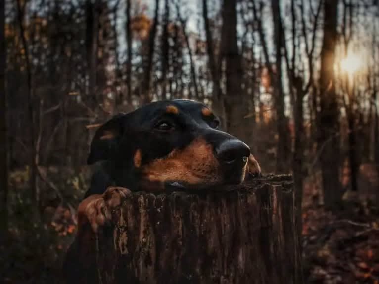 Hati, a Doberman Pinscher and German Shepherd Dog mix tested with EmbarkVet.com