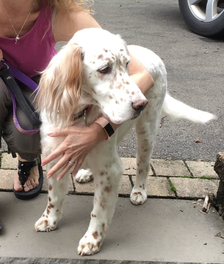 Lacey, an English Setter tested with EmbarkVet.com