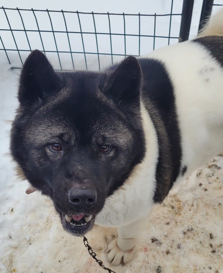 Sansa, an Akita tested with EmbarkVet.com