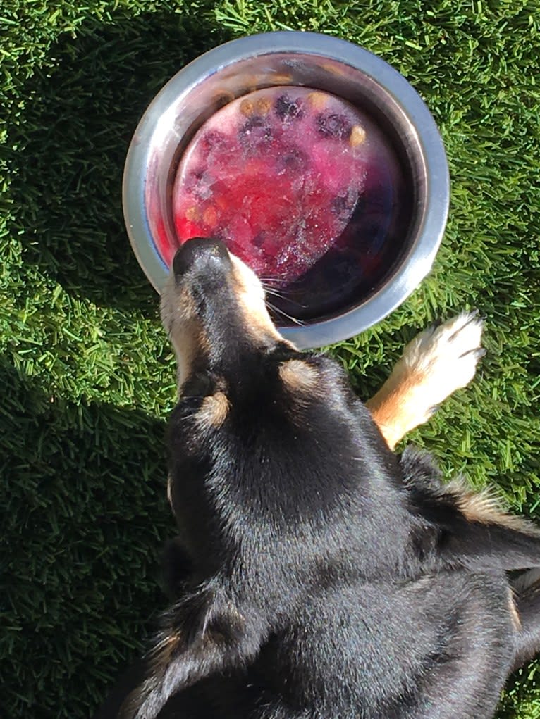 Jake, a Chihuahua and Dachshund mix tested with EmbarkVet.com