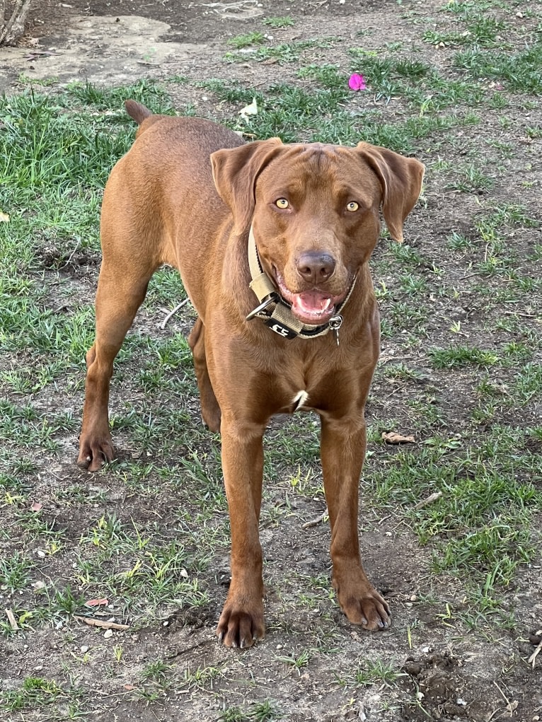 Kingston, a Weimaraner and Labrador Retriever mix tested with EmbarkVet.com