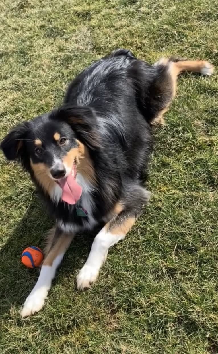 Zoey, an Australian Shepherd and Australian Cattle Dog mix tested with EmbarkVet.com