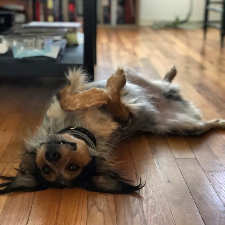 Banjo, an Australian Cattle Dog and Cocker Spaniel mix tested with EmbarkVet.com