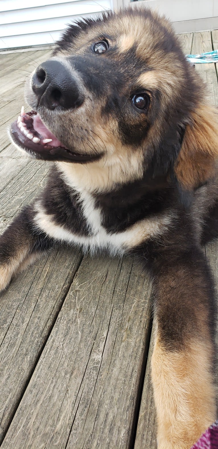 Athena, an Alaskan Malamute and Bernese Mountain Dog mix tested with EmbarkVet.com