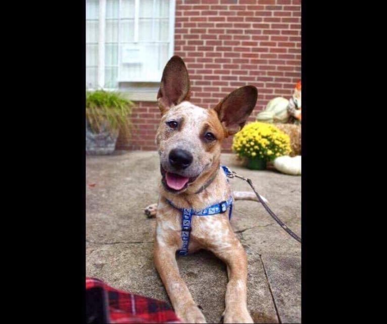 Frost, an Australian Cattle Dog tested with EmbarkVet.com