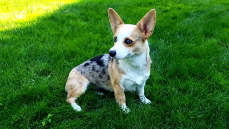 Luna Lu, a Pembroke Welsh Corgi tested with EmbarkVet.com