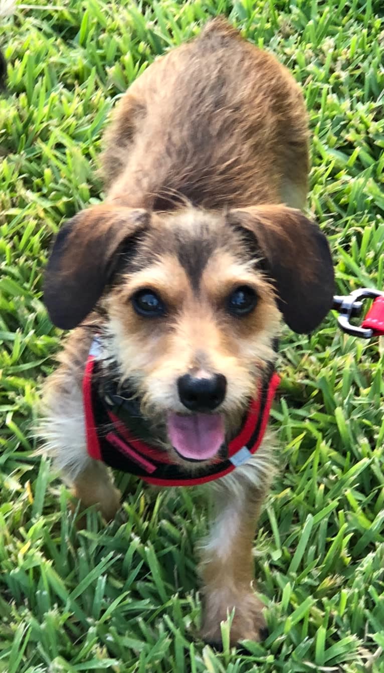 Wilma, a Dachshund and Chihuahua mix tested with EmbarkVet.com
