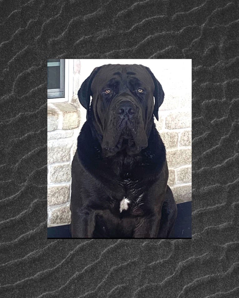 Cade, a Cane Corso tested with EmbarkVet.com