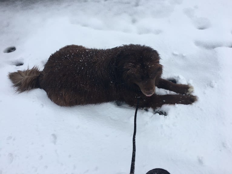 Rosey, a Newfoundland and Siberian Husky mix tested with EmbarkVet.com