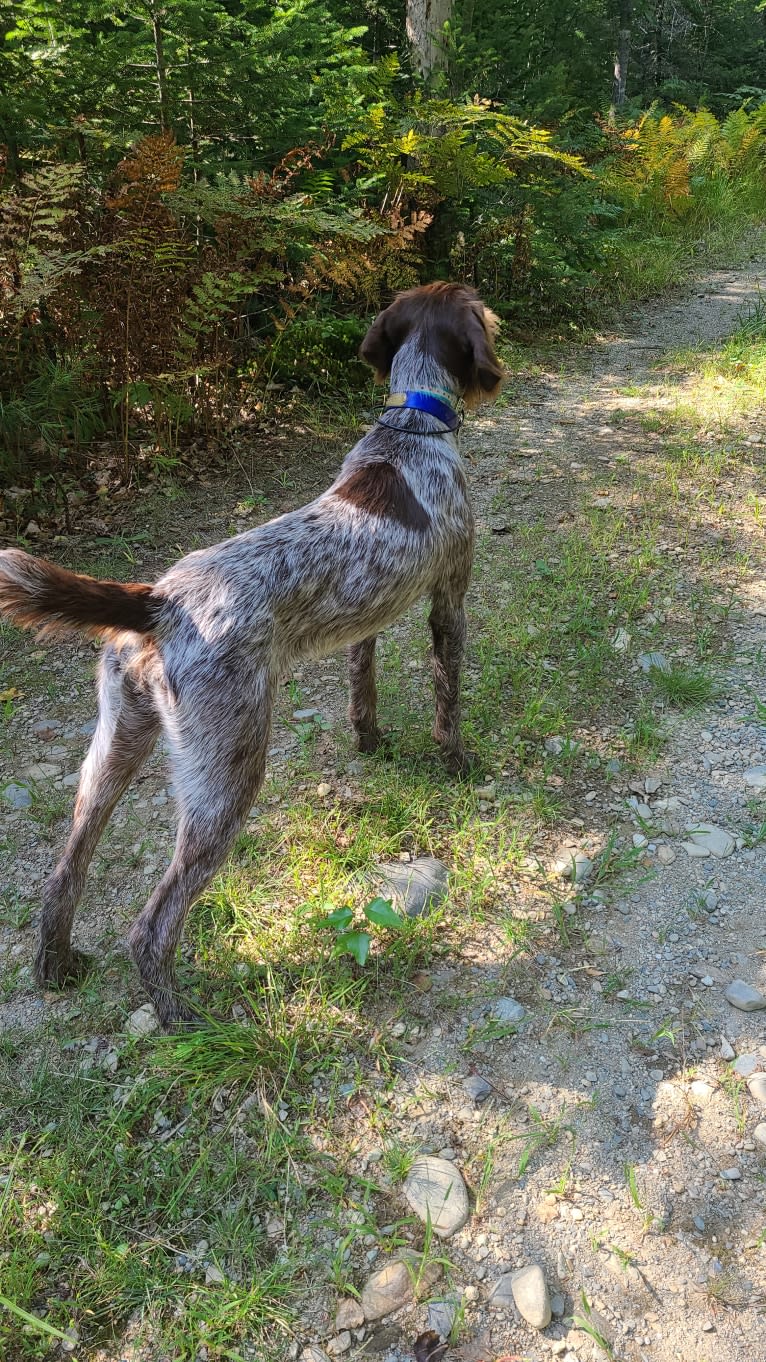 Scout, a Wirehaired Pointing Griffon tested with EmbarkVet.com