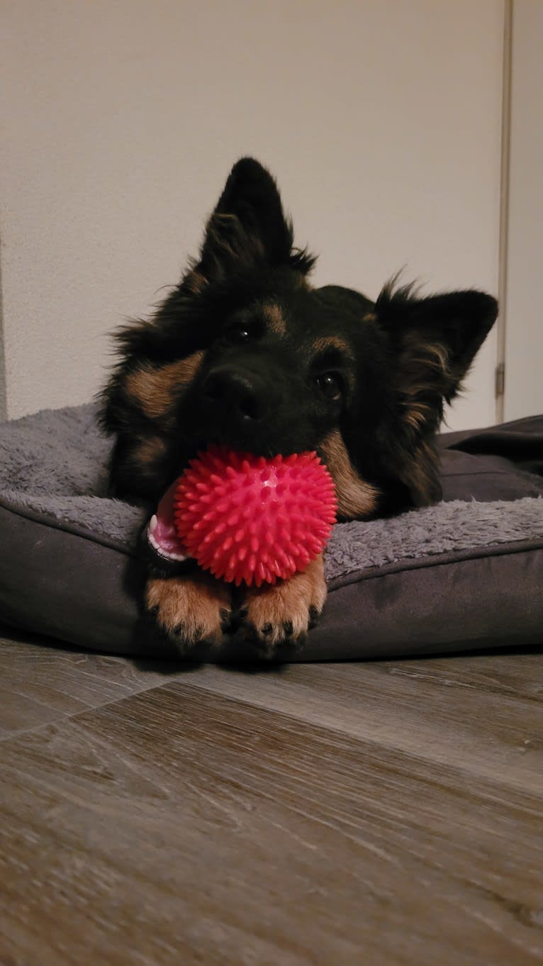 Dává Nám Skathi (Skathi), a Bohemian Shepherd tested with EmbarkVet.com